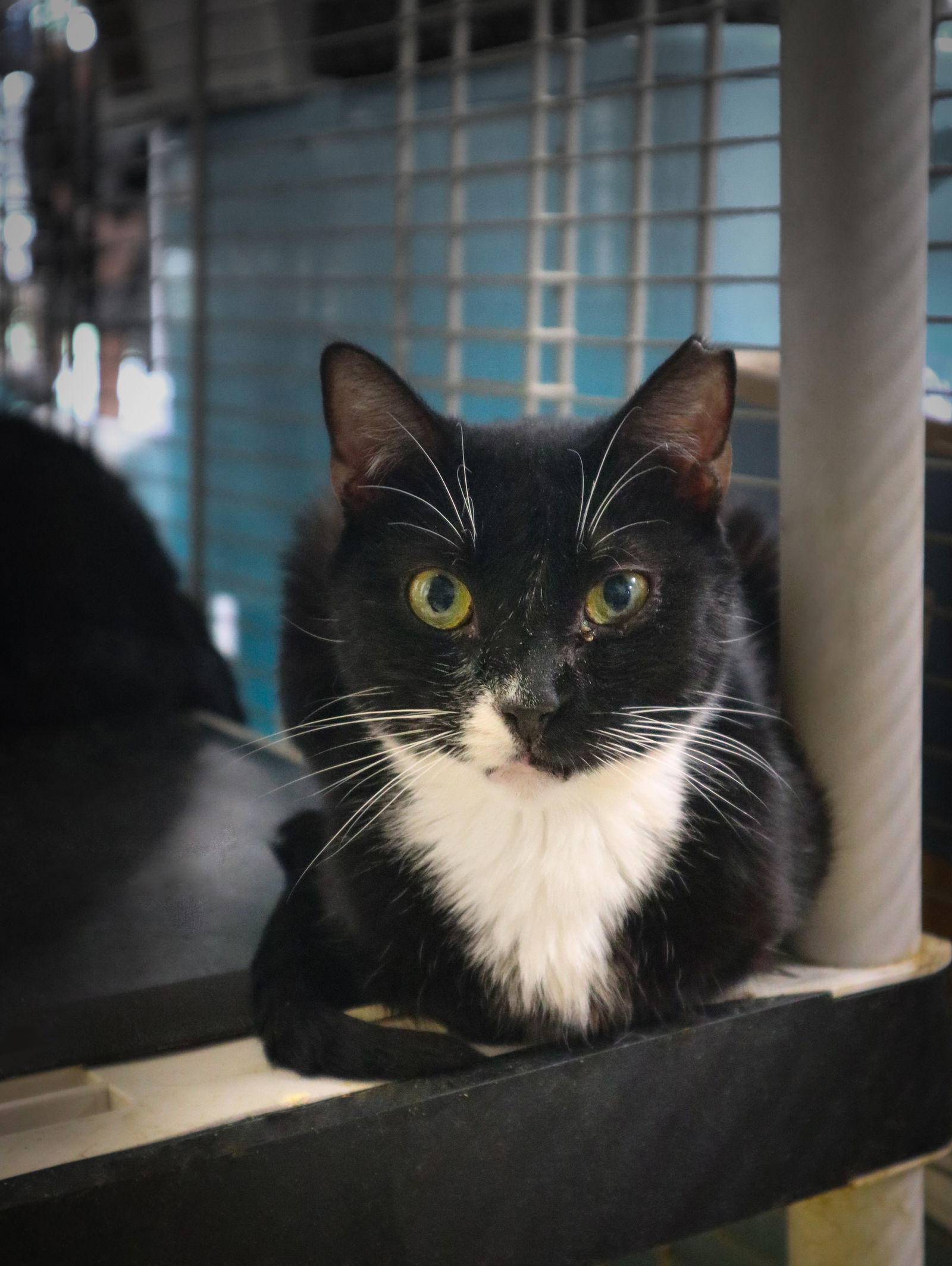 adoptable Cat in Pompano Beach, FL named Mimi