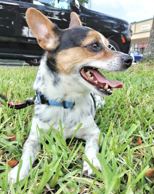 CHARLIE TRICOLOR
