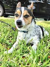 CHARLIE TRICOLOR