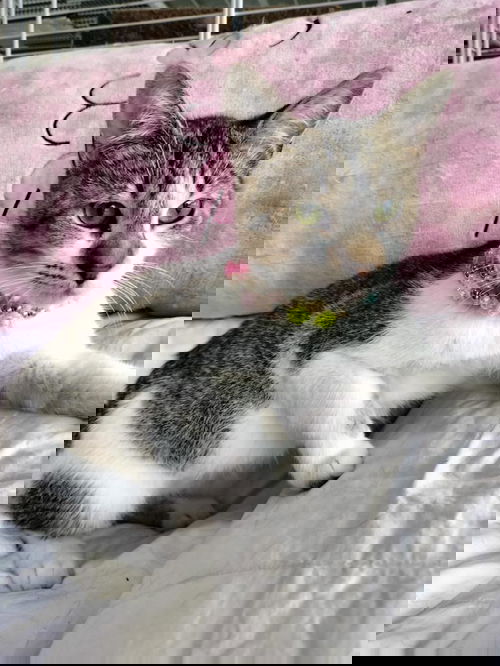 INES