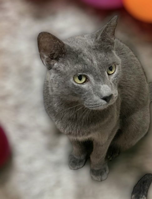 Tadeu Russian Blue