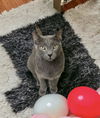 Tadeu Russian Blue