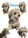 ZEUS