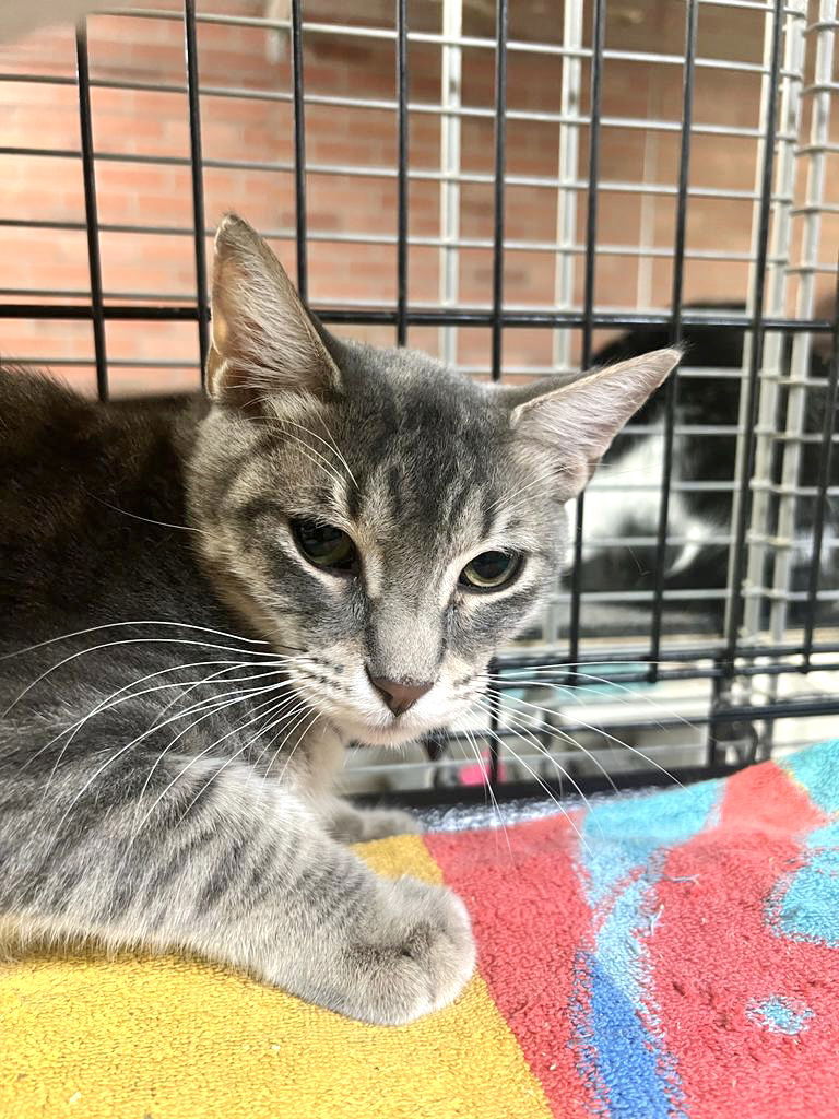 adoptable Cat in Pompano Beach, FL named Hansel