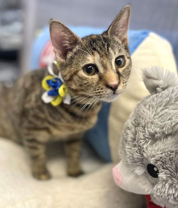 adoptable Cat in Pompano Beach, FL named YOKO