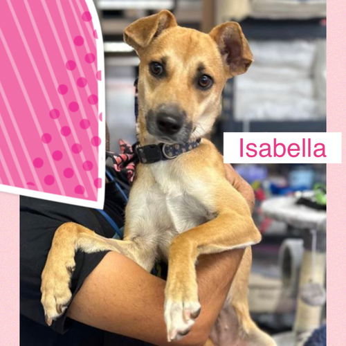 ISABELLA