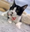 adoptable Cat in Pompano Beach, FL named Kitzo