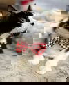 Kitzo