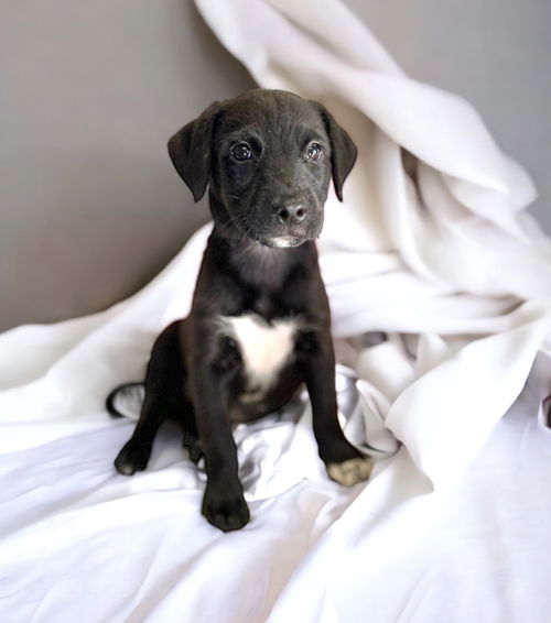 LULU