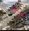 HADASSA