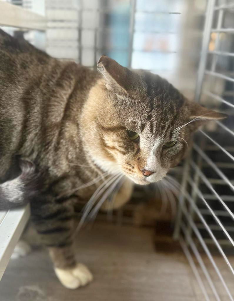 adoptable Cat in Pompano Beach, FL named MARK