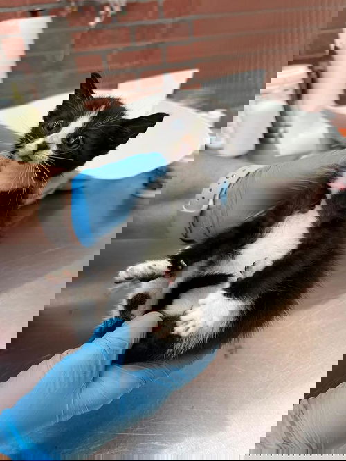 BAGEL