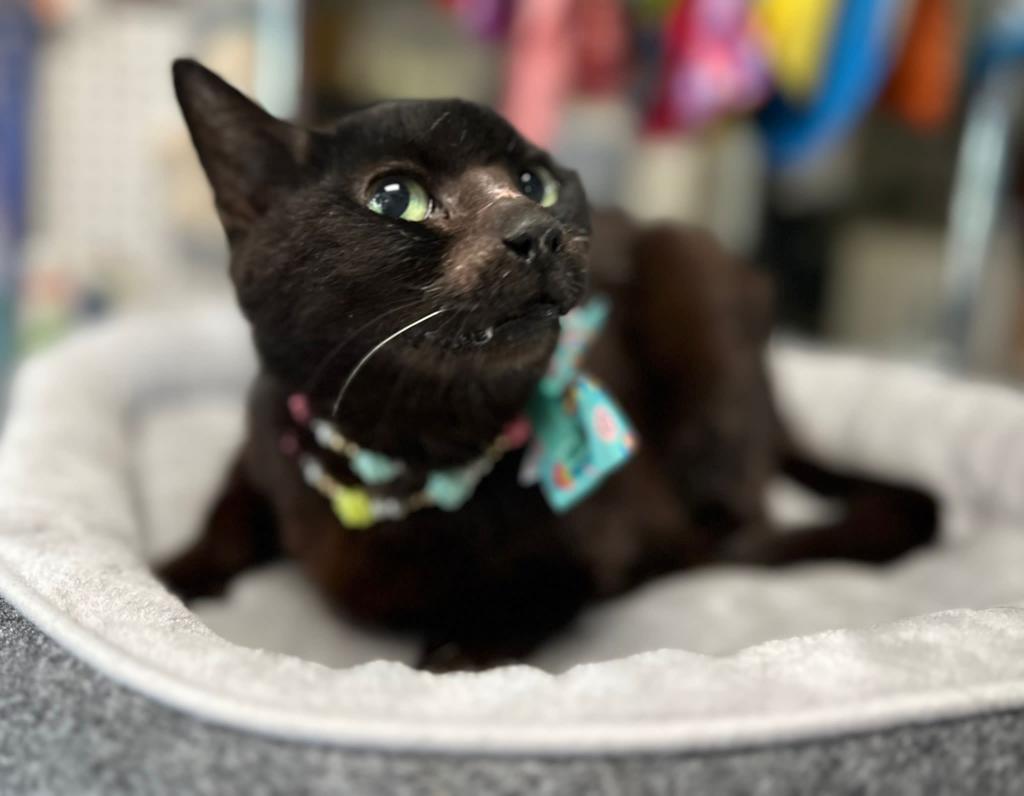 adoptable Cat in Pompano Beach, FL named Raphaela