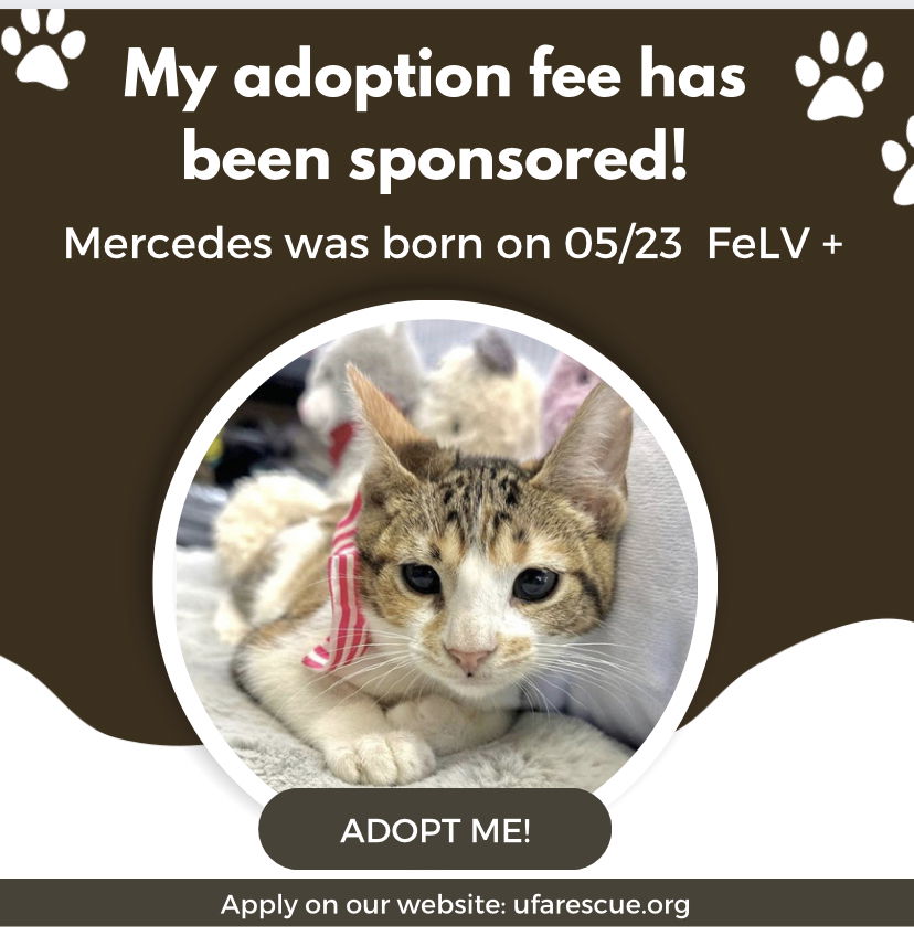 adoptable Cat in Pompano Beach, FL named Mercedes