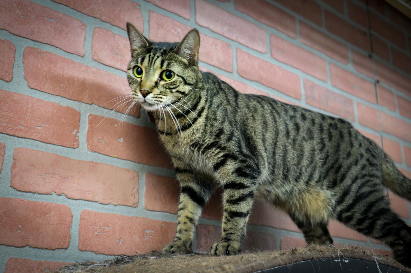 adoptable Cat in Pompano Beach, FL named JORDANA