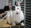 adoptable Cat in Pompano Beach, FL named Niely