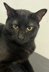 adoptable Cat in Pompano Beach, FL named Clarice baby