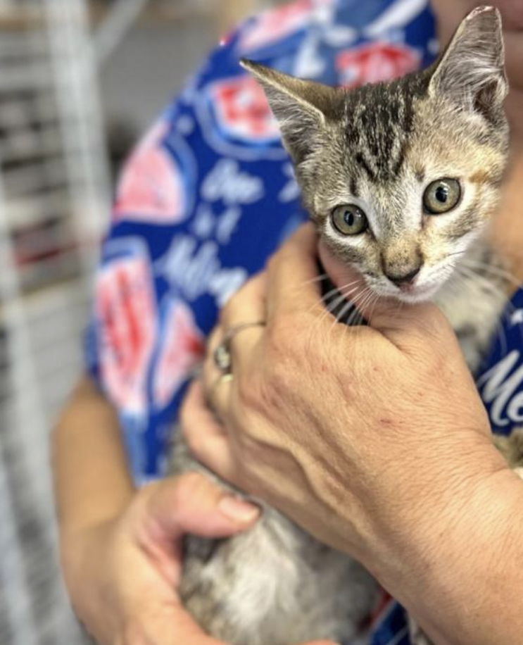 adoptable Cat in Pompano Beach, FL named Josh