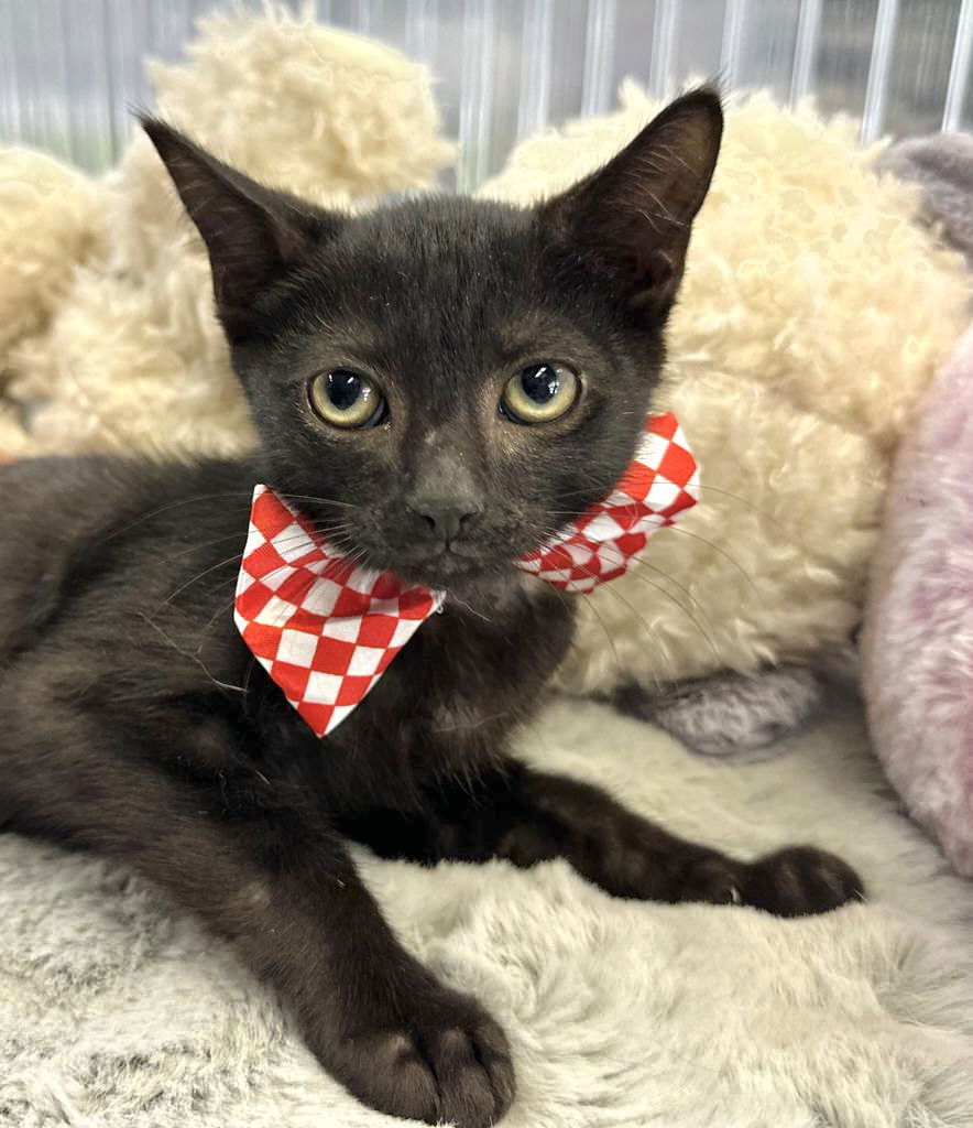 adoptable Cat in Pompano Beach, FL named JIJI