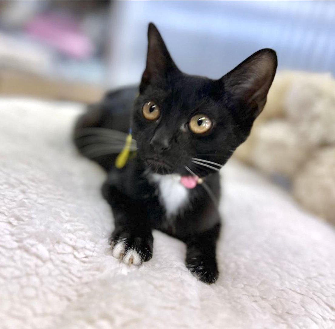 adoptable Cat in Pompano Beach, FL named PINGY