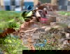 KIWI DOG