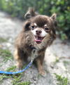 KIWI DOG