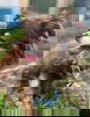 KIWI DOG