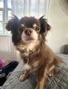 KIWI DOG