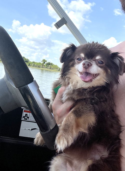 KIWI DOG