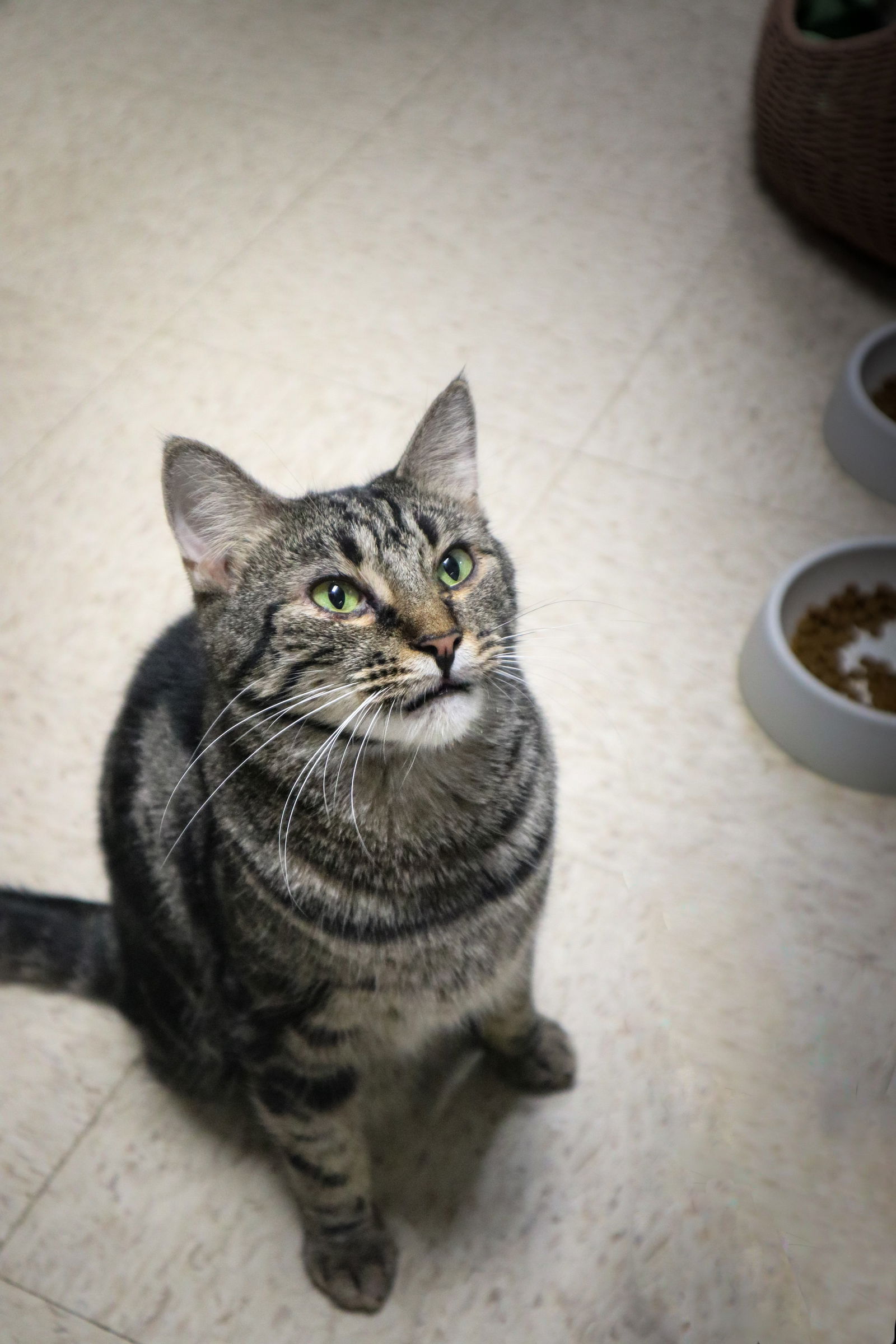 adoptable Cat in Pompano Beach, FL named SABRINA