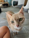DANDARA