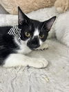 adoptable Cat in Pompano Beach, FL named JEFF