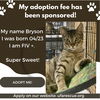 adoptable Cat in Pompano Beach, FL named Bryson