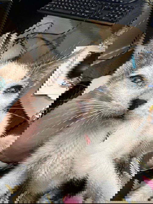 CHARLES