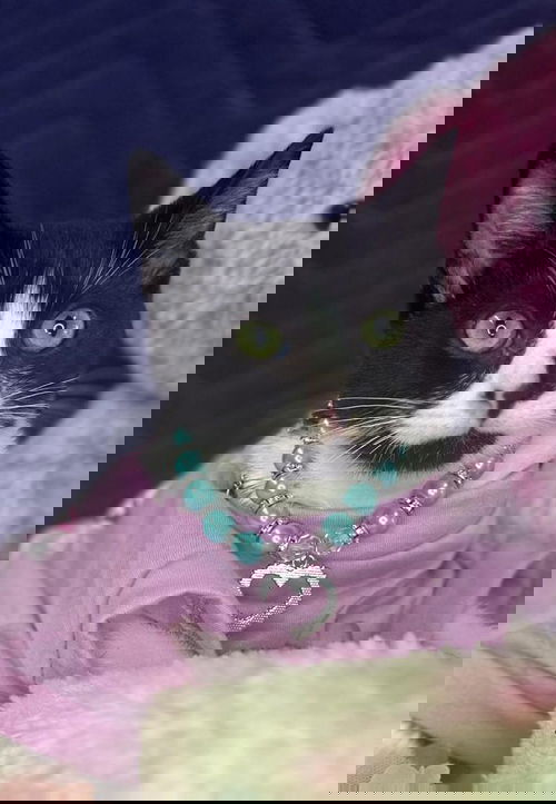 VIOLET
