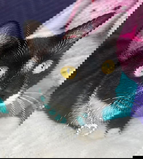 OREO
