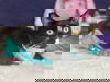 OREO