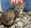 adoptable Cat in Pompano Beach, FL named Camila