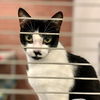 adoptable Cat in Pompano Beach, FL named ELIAS