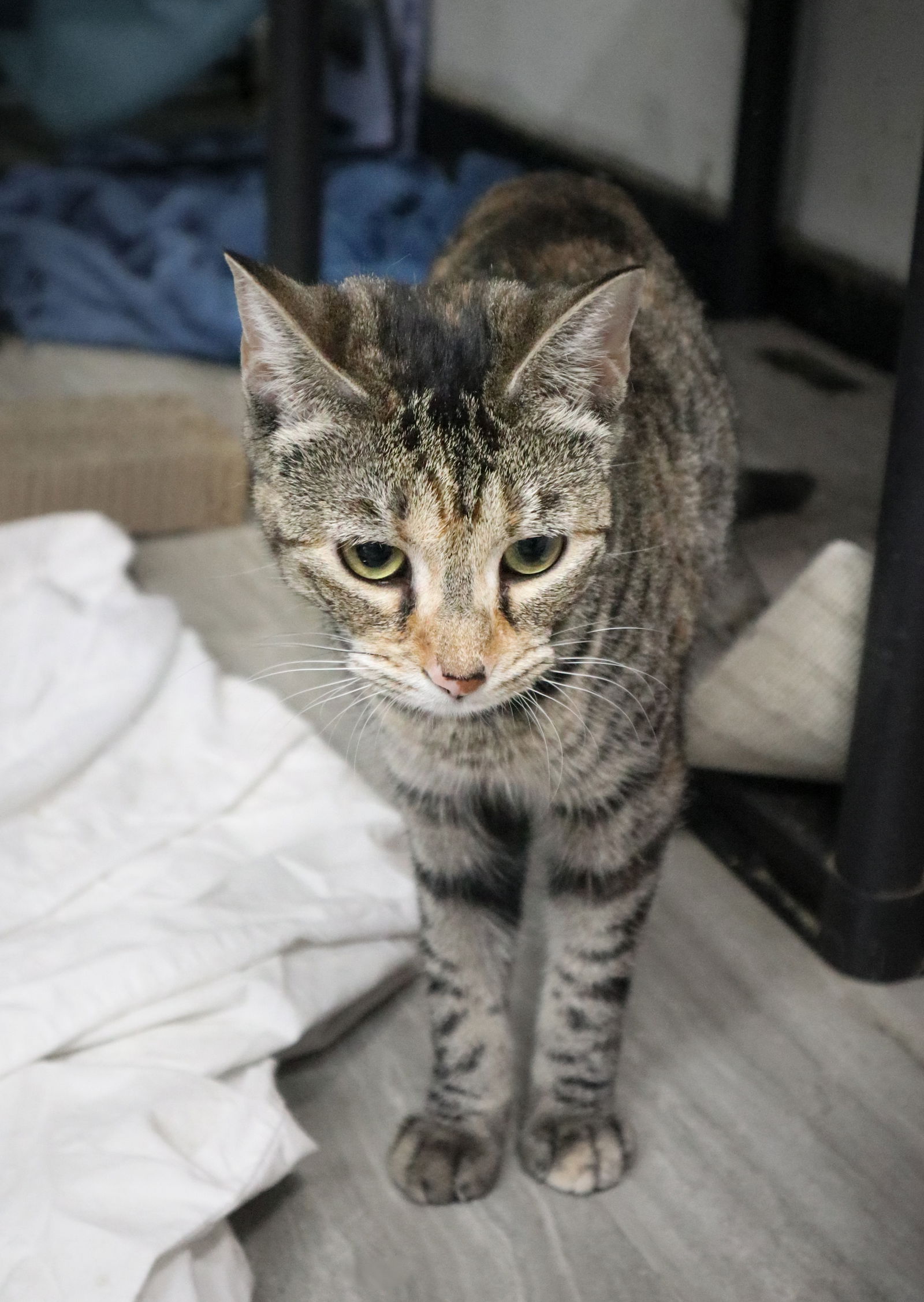 adoptable Cat in Pompano Beach, FL named PIPER