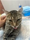 adoptable Cat in , FL named BRAVA