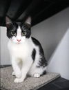 adoptable Cat in Pompano Beach, FL named Luke 2