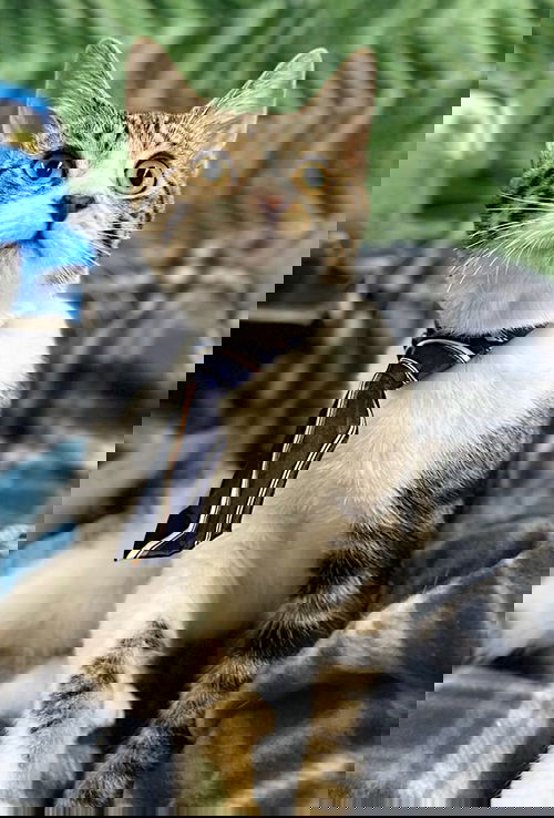 Alexander
