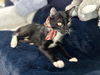 Sawyer