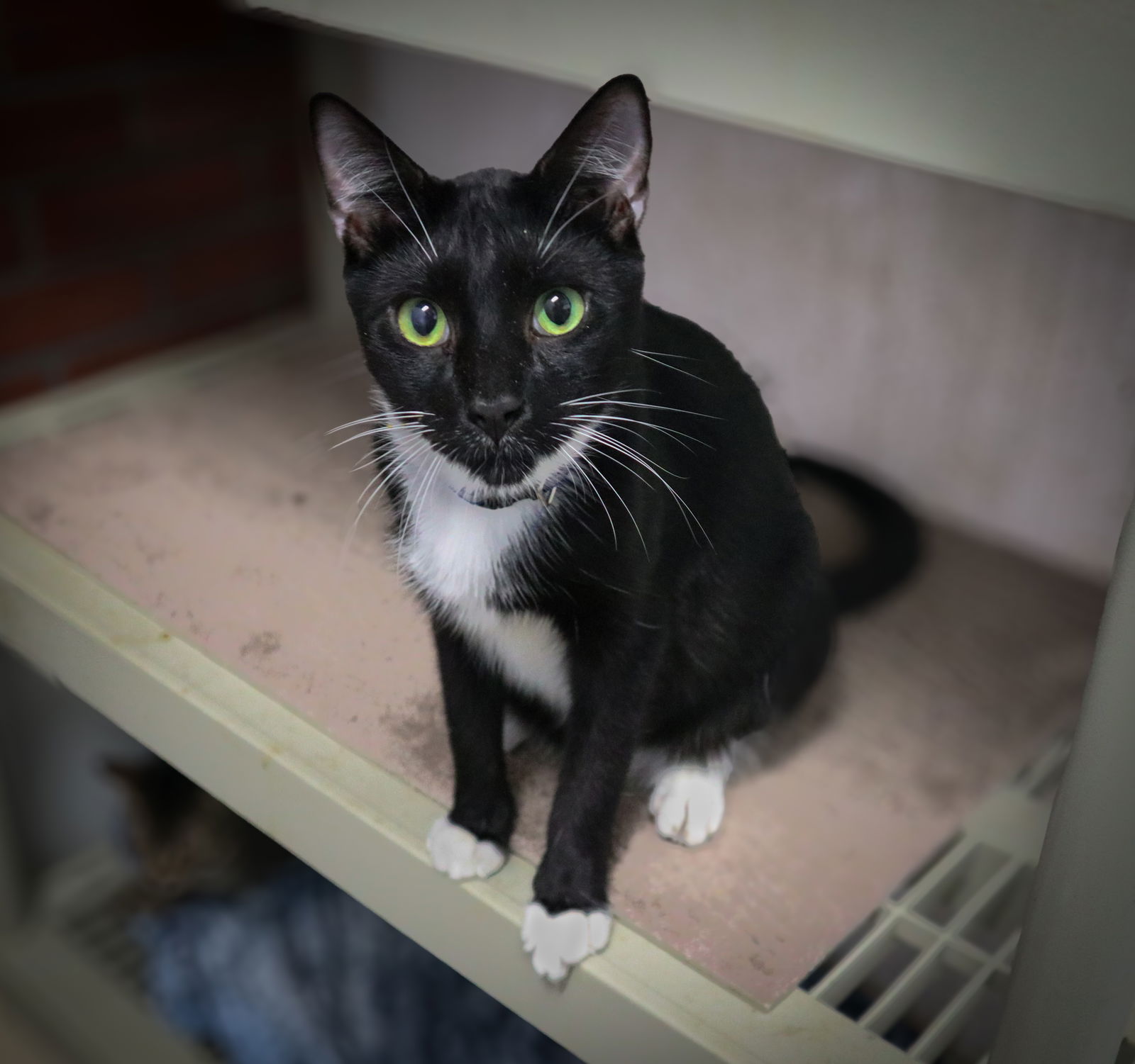 adoptable Cat in Pompano Beach, FL named Sawyer