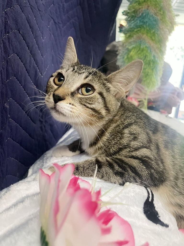adoptable Cat in Pompano Beach, FL named DANNAH