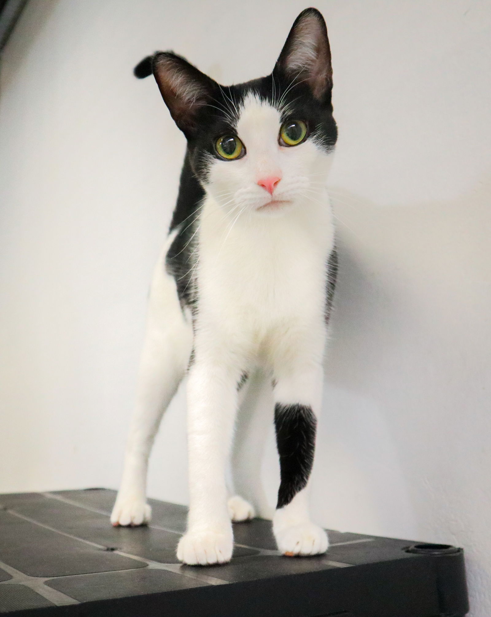 adoptable Cat in Pompano Beach, FL named CAROLINE