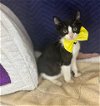 adoptable Cat in pompano , FL named BENJAMIN 2