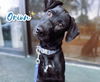ORION