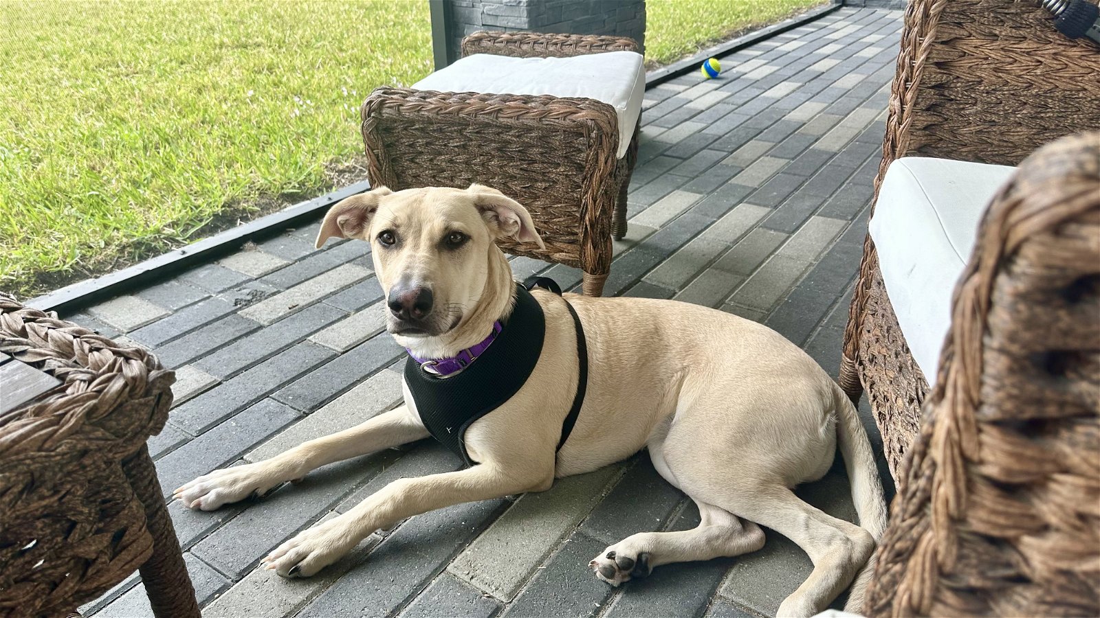 adoptable Dog in Pompano Beach, FL named CARINA